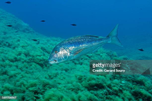 common dentex swimming over a seamount - sparidae stock pictures, royalty-free photos & images