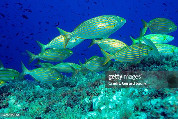 school of salemas feeding on sea weeds - sparidae stock pictures, royalty-free photos & images