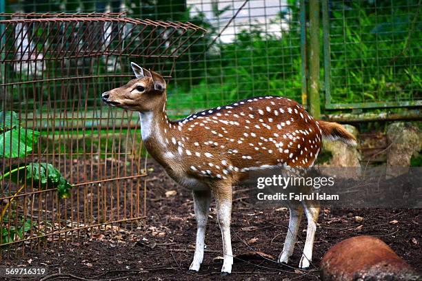 Java Ouse Deer 327 Java Deer Stock Photos, High-Res Pictures, and Images - Getty Images