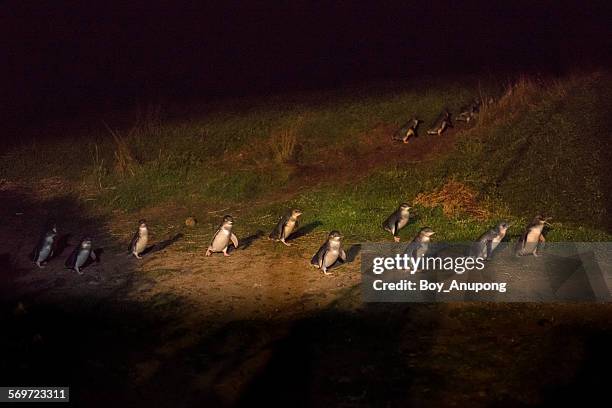 penguin parade, phillip island, melbourne. - phillip island stockfoto's en -beelden