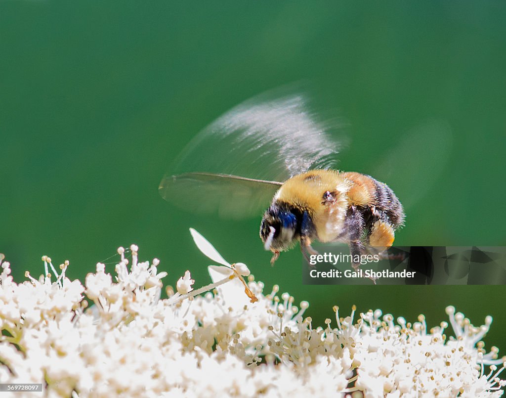 Bee in flight