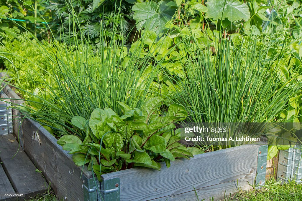 Lettuce, chive and other herbs and plants in a box