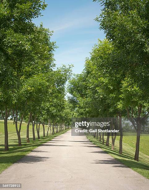 ash tree lined driveway - ホワイトアッシュ ストックフォトと画像