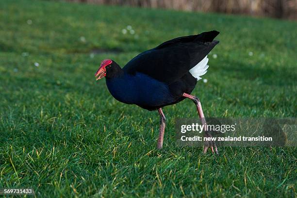 Pukeko Fight 167 Pukeko Stock Photos, High-Res Pictures, and Images - Getty Images