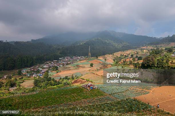 field vegetables in indonesia - bogor stockfoto's en -beelden