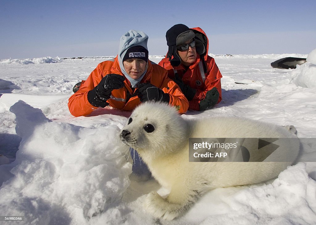 Animal rights activists, Sir Paul McCart