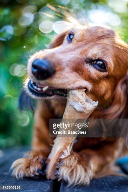dinnertime - dog chewing on a bone - dog with a bone stockfoto's en -beelden