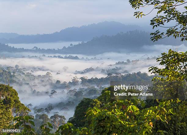 early morning mist over sabah rainforest, borneo - isla de borneo fotografías e imágenes de stock