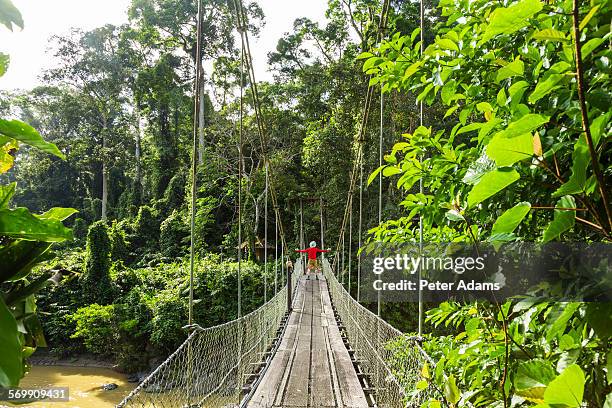 man on bridge, tropical rainforest, sabah, borneo - 婆羅洲島 個照片及圖片檔