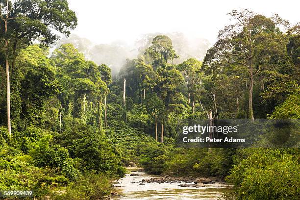 mist and river through tropical rainforest, sabah - tropischer regenwald stock-fotos und bilder