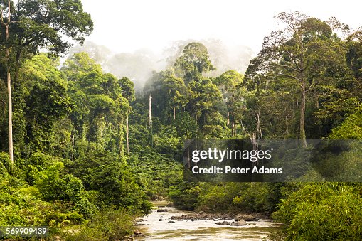 Mist and river through tropical rainforest, Sabah Mist and river through tropical rainforest, Sabah