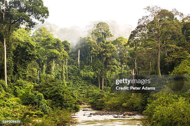 mist and river through tropical rainforest, sabah - floresta tropical imagens e fotografias de stock