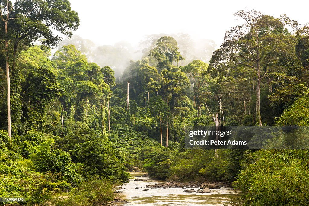 Mist and river through tropical rainforest, Sabah