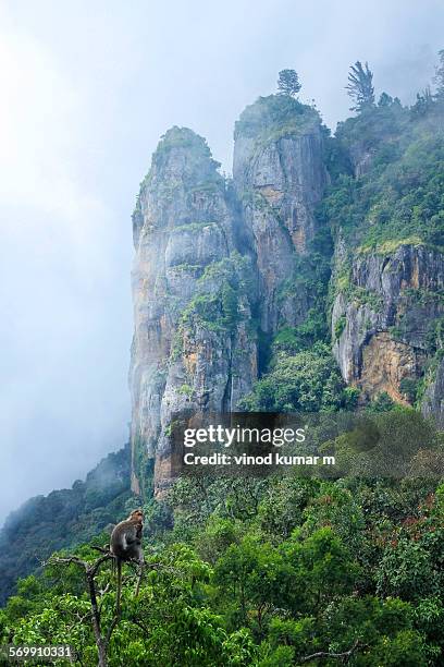 Pillar Rocks 33 Pillar Rocks Kodaikanal Stock Photos, High-Res Pictures, and Images ...