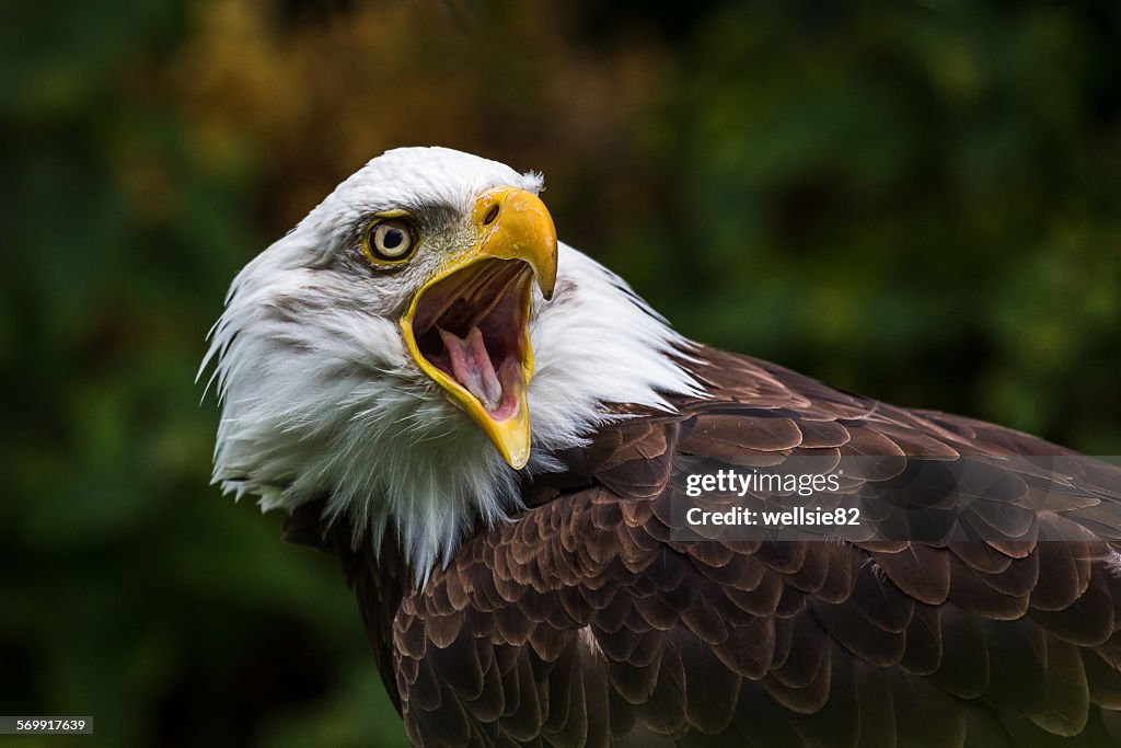 Bald Eagle squawking