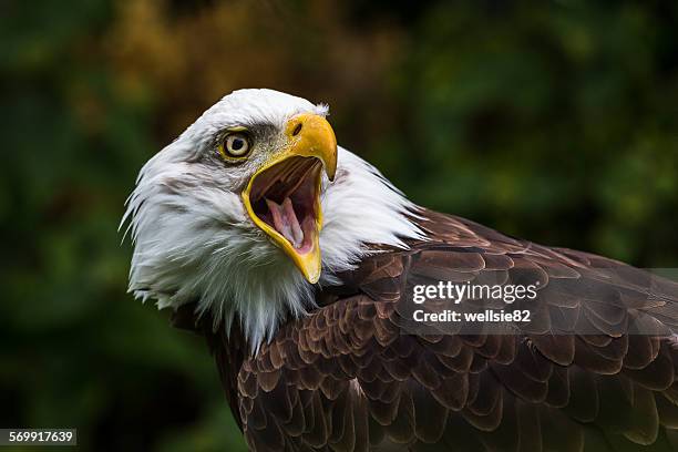 bald eagle squawking - bird of prey stock pictures, royalty-free photos & images