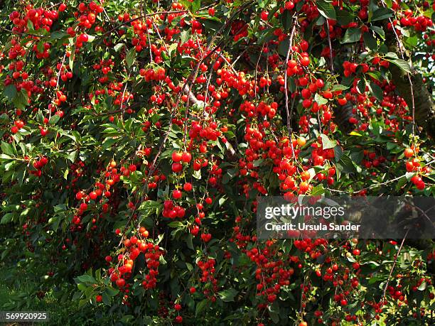 large group of red cherries - fellbach bildbanksfoton och bilder