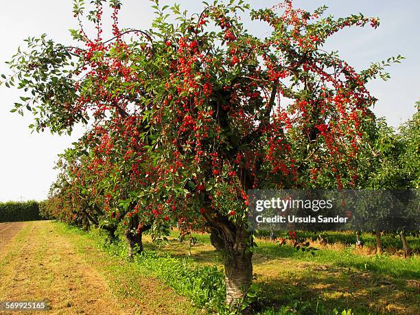 ripe red cherries on cultivated cherry trees - fellbach bildbanksfoton och bilder