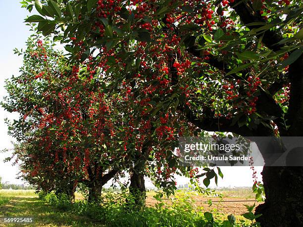 ripe red cherries on cultivated cherry trees - fellbach bildbanksfoton och bilder