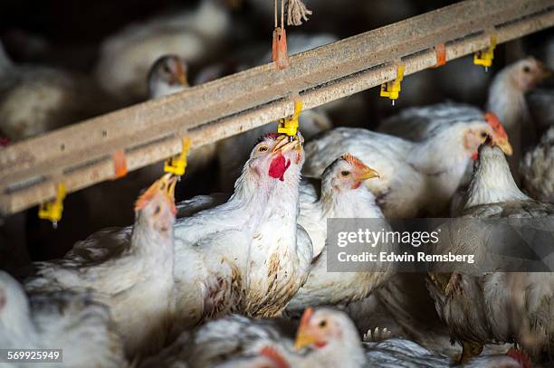 cool drink - commercial broiler stock pictures, royalty-free photos & images