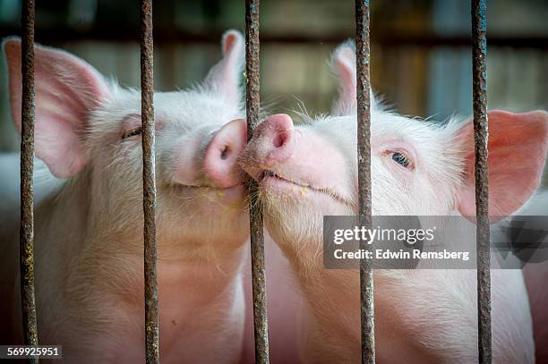 kissing pigs - ferkel stock-fotos und bilder