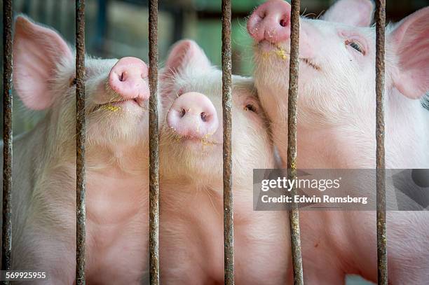 three little pigs - three little pigs stock pictures, royalty-free photos & images