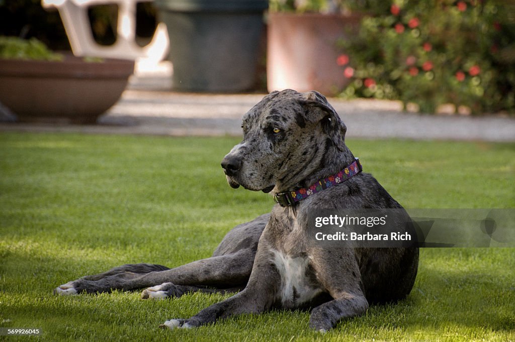 Merle female great dane lying in grass