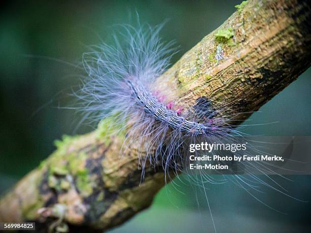 hairy caterpillar - gunung mulu national park stock pictures, royalty-free photos & images
