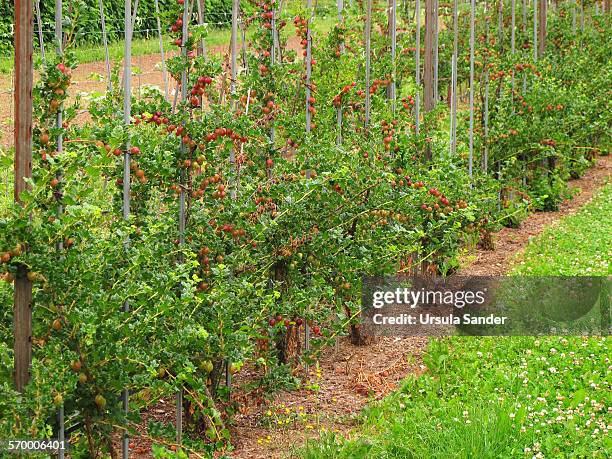 red gooseberries (ribes uva-crispa) in a row - fellbach bildbanksfoton och bilder