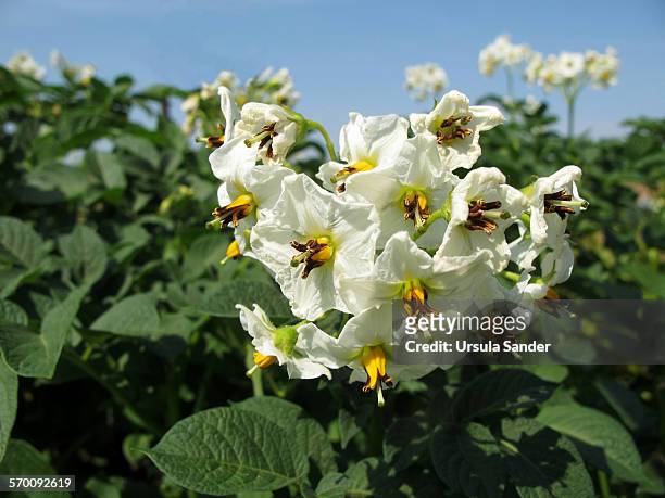white flowers of potato plants under blue sky - fellbach bildbanksfoton och bilder