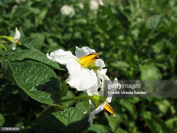 white flowers of potato plants - fellbach bildbanksfoton och bilder