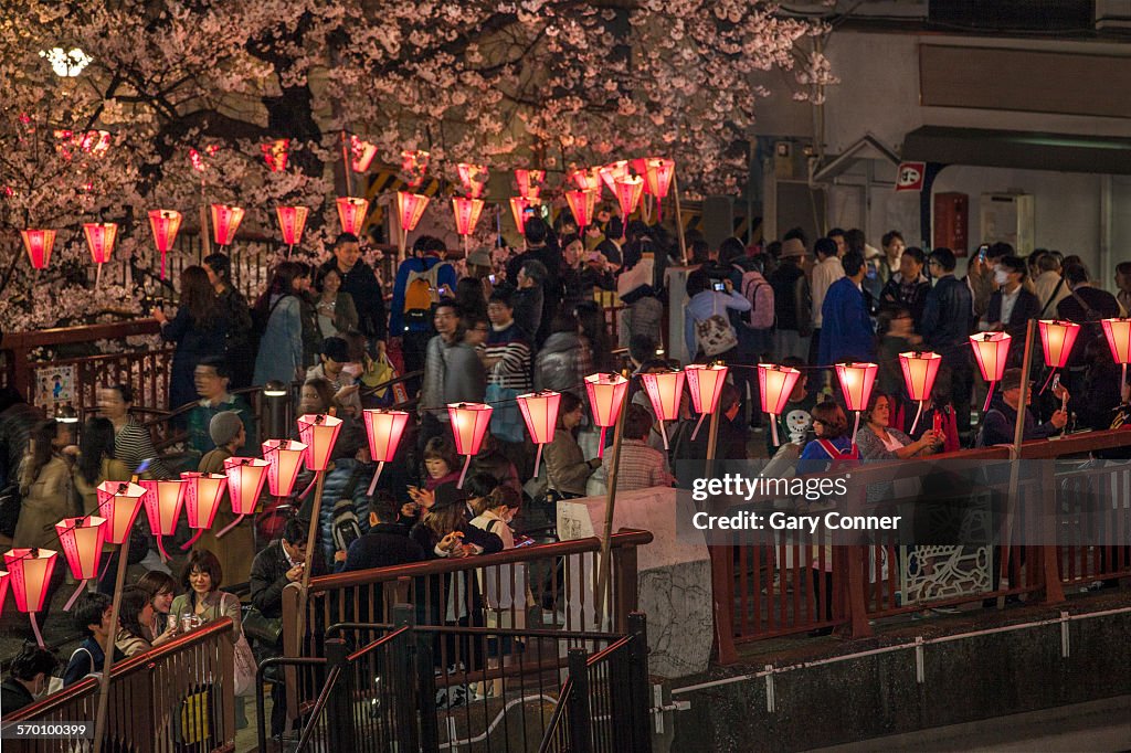 Crowds enjoy cherry blossoms