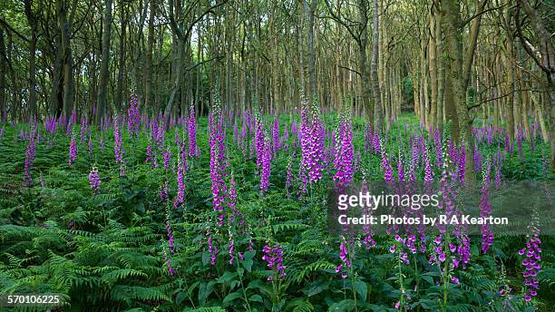 mass of wild purple foxgloves - foxglove stock-fotos und bilder