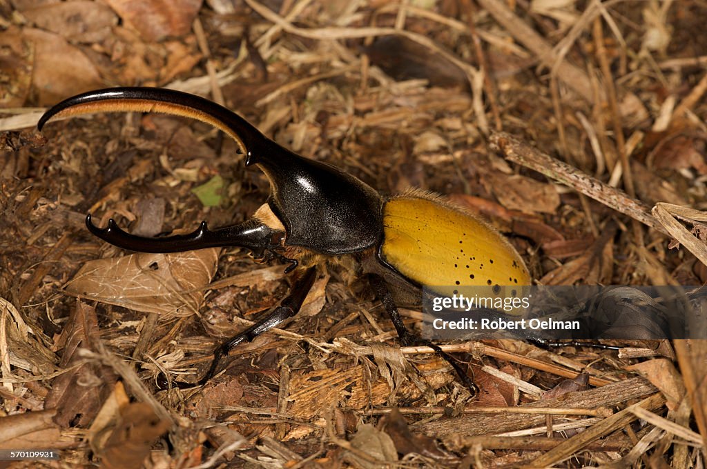 Dynastes hercules