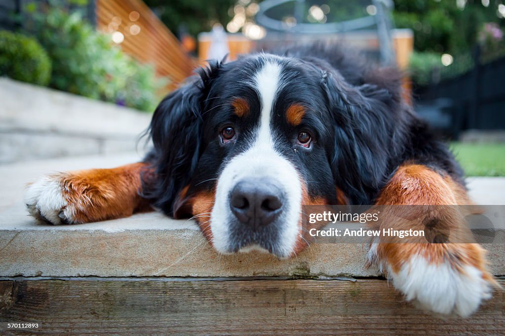 Bernese mountain dog