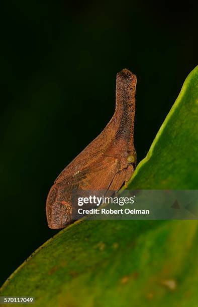 Sap Drinking Insect 143 Sap Sucking Insects Stock Photos, High-Res Pictures, and Images ...