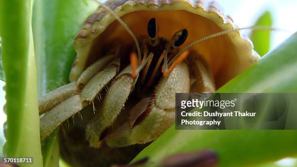 a hermit crab on a sea plant - cephalothorax stock pictures, royalty-free photos & images