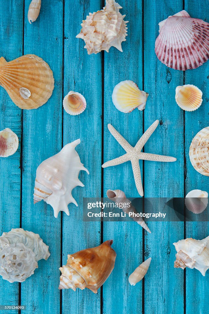 Selection of seashells and a starfish