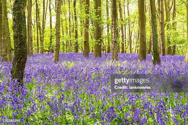 bluebells, austy wood, warwickshire, uk - ブルーベルウッド ストッ��クフォトと画像