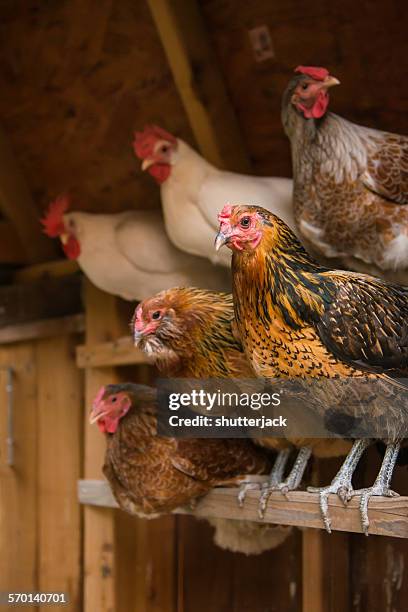 chickens roosting in a coop for the night - perching stock pictures, royalty-free photos & images