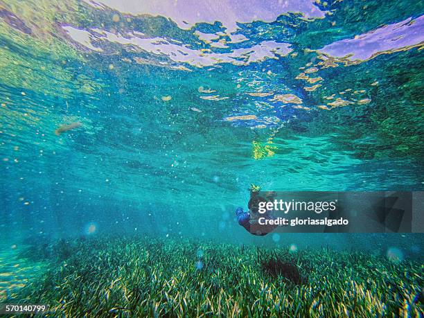 teenage boy swimming with snorkel underwater, rottnest, australia - zeegras stockfoto's en -beelden
