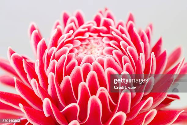 close-up of a ginger flower (etlingera elatior) - ginger flower stock-fotos und bilder
