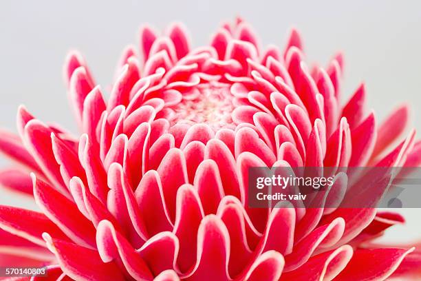 close-up of a ginger flower (etlingera elatior) - bastão do imperador imagens e fotografias de stock