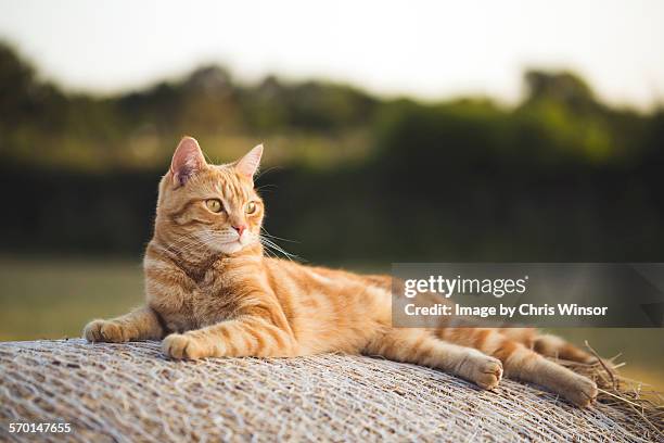 relaxing evening cat - ginger cat stock pictures, royalty-free photos & images