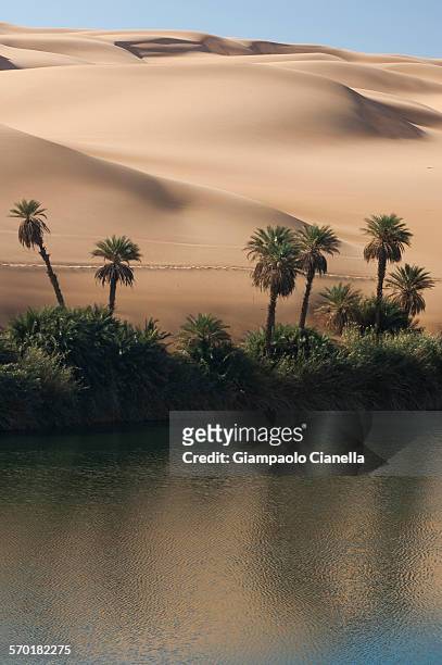 libyan sahara desert - desert oasis stock pictures, royalty-free photos & images