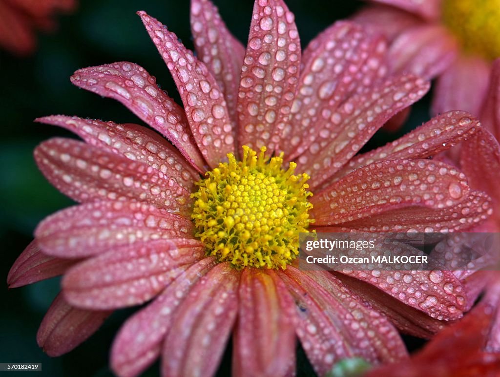 Close-Up Of Water Drops On Pink Chrysanthemum