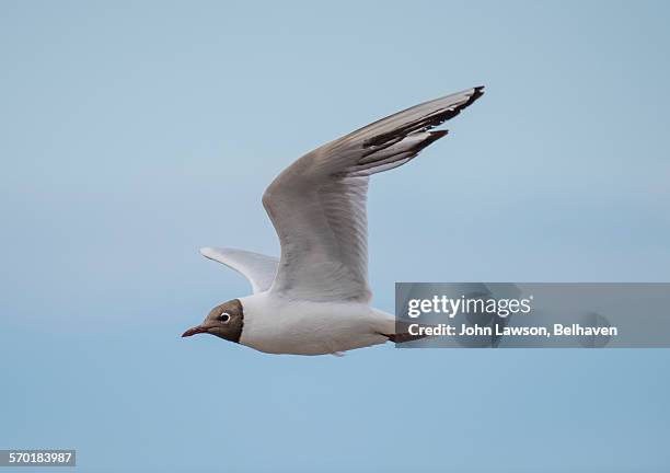 black-headed gull - chroicocephalus ridibundus - kokmeeuw stockfoto's en -beelden