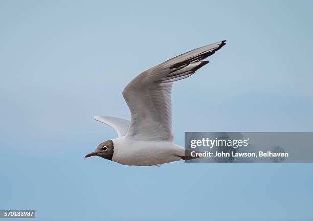 black-headed gull - chroicocephalus ridibundus - black headed gull stock pictures, royalty-free photos & images