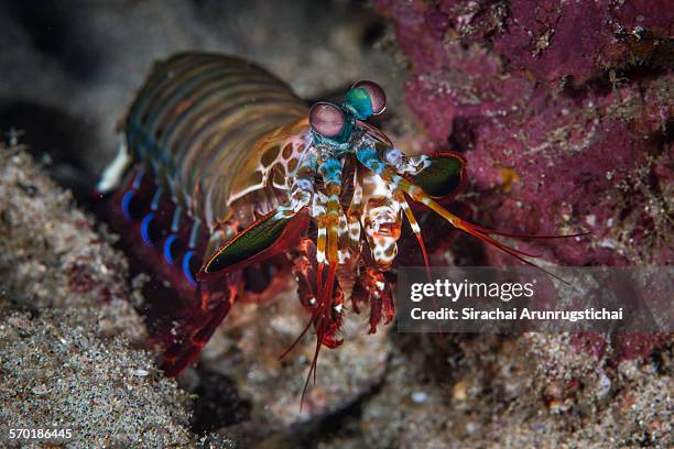 a peacock mantis shrimp (odontodactylus scyllarus) - mantis shrimp stock pictures, royalty-free photos & images