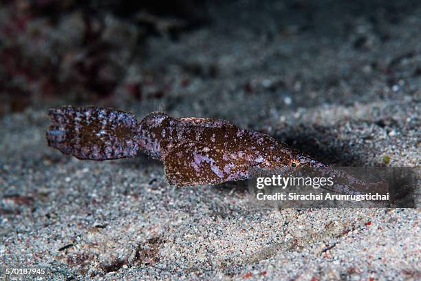 robust ghost pipefish (selenostomus cyanopterus) - robust ghost pipefish stock pictures, royalty-free photos & images